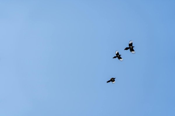 L'impact de l'alimentation sur la dépression chez les seniors : une analyse captivante et approfondie